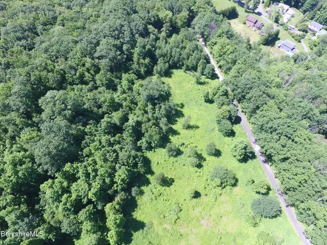a view of a lush green forest