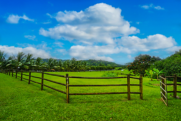 4700 Kapuna Road Kilauea, HI 96754 - Photo 13 of 17 a view of a bench in a garden
