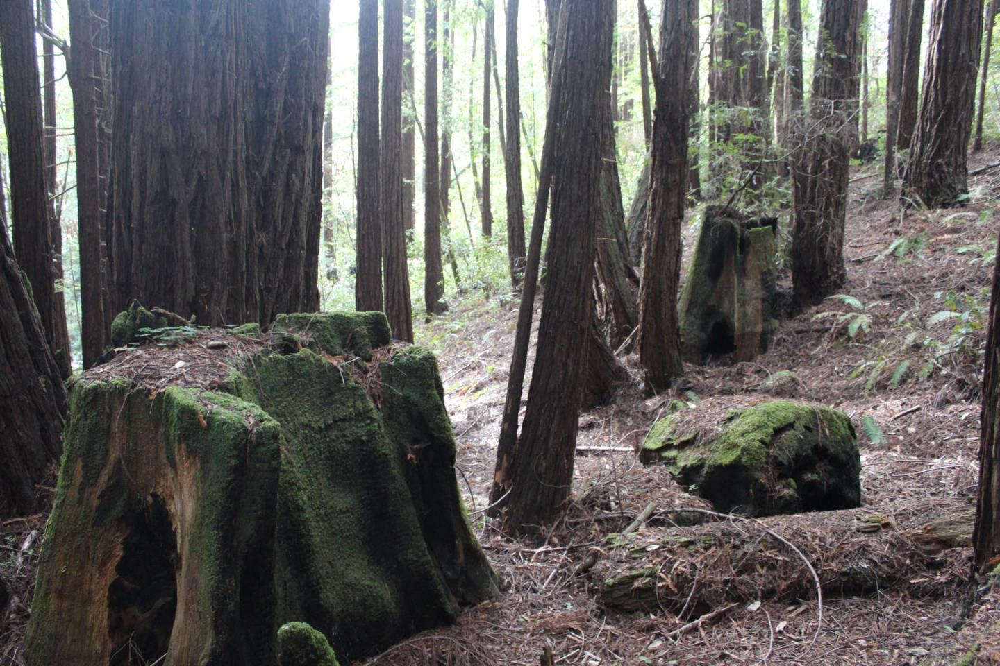 0 Tunitas Creek Road Half Moon Bay, CA 94019 - Photo 11 of 23 a close up of a plant
