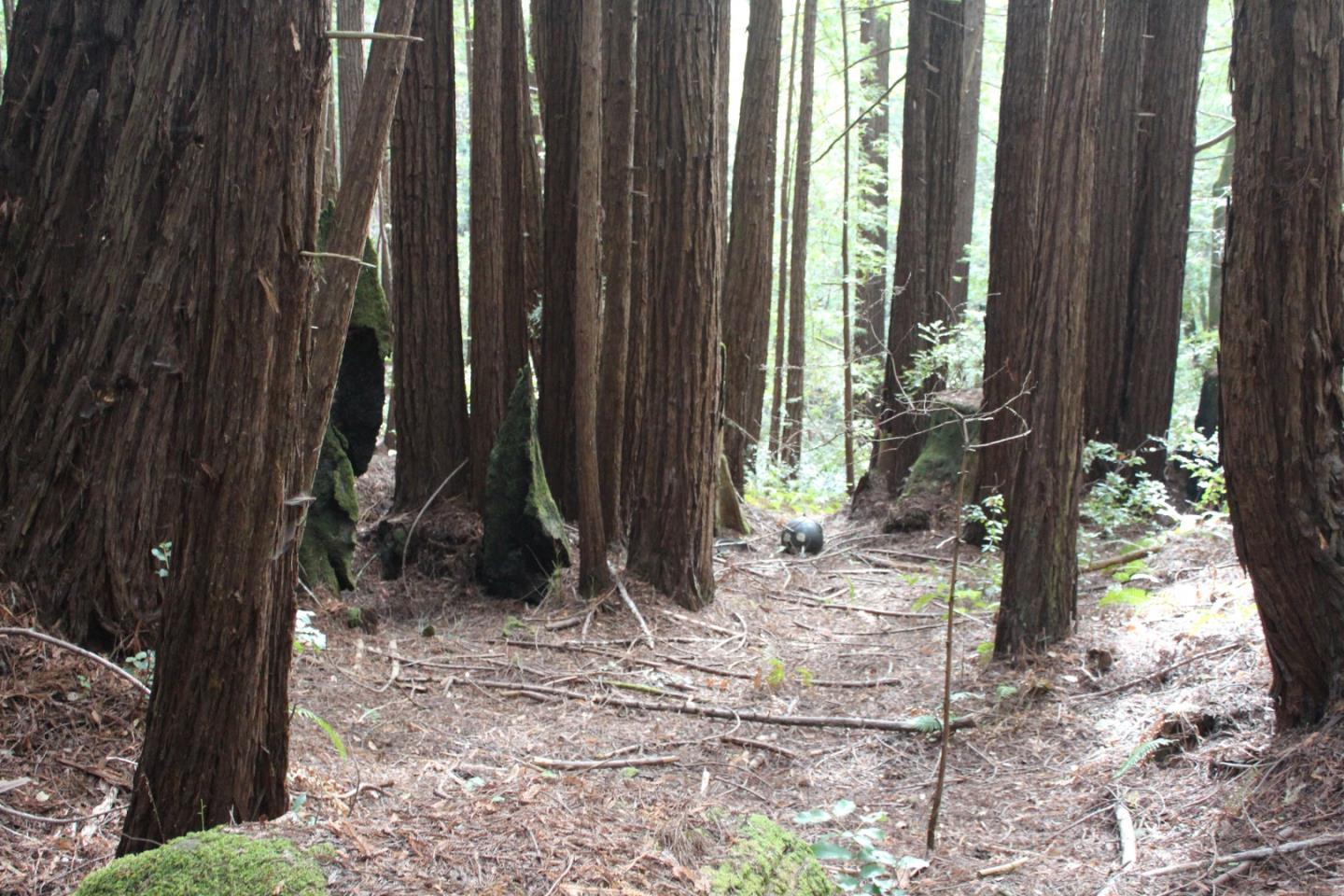 0 Tunitas Creek Road Half Moon Bay, CA 94019 - Photo 12 of 23 a view of a backyard of the house