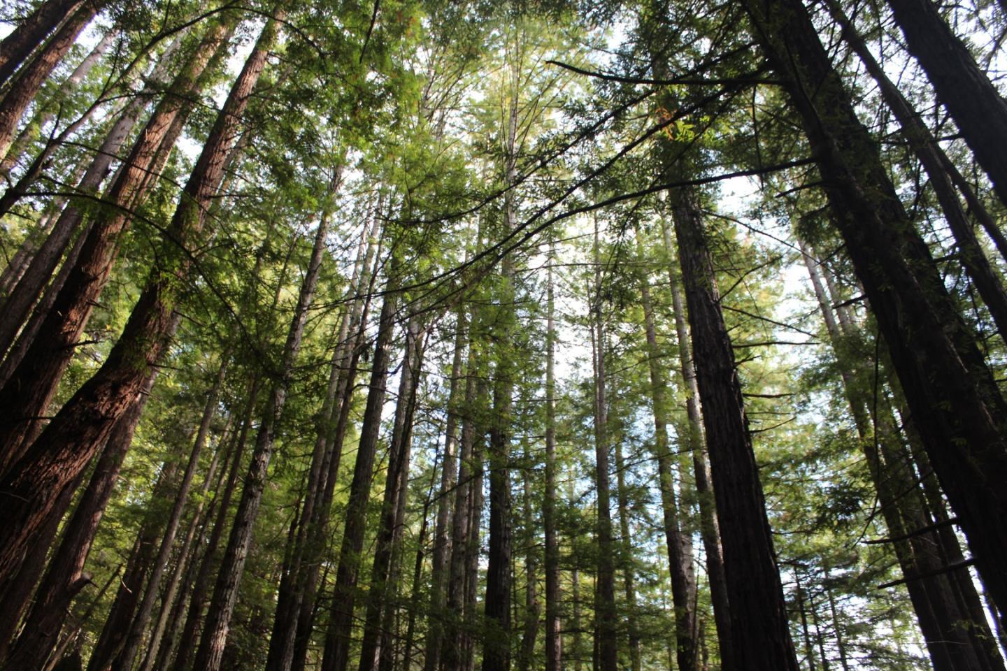 0 Tunitas Creek Road Half Moon Bay, CA 94019 - Photo 13 of 23 a view of tree
