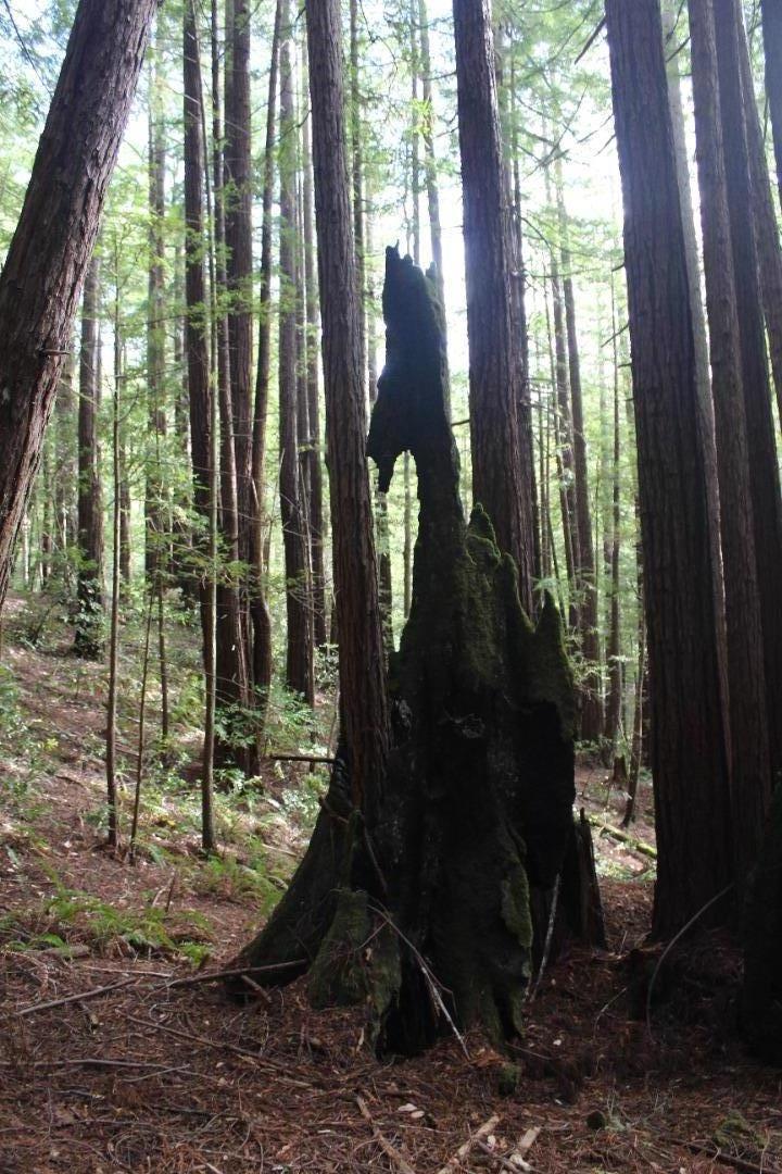 0 Tunitas Creek Road Half Moon Bay, CA 94019 - Photo 14 of 23 a view of a porch with chairs and potted plants