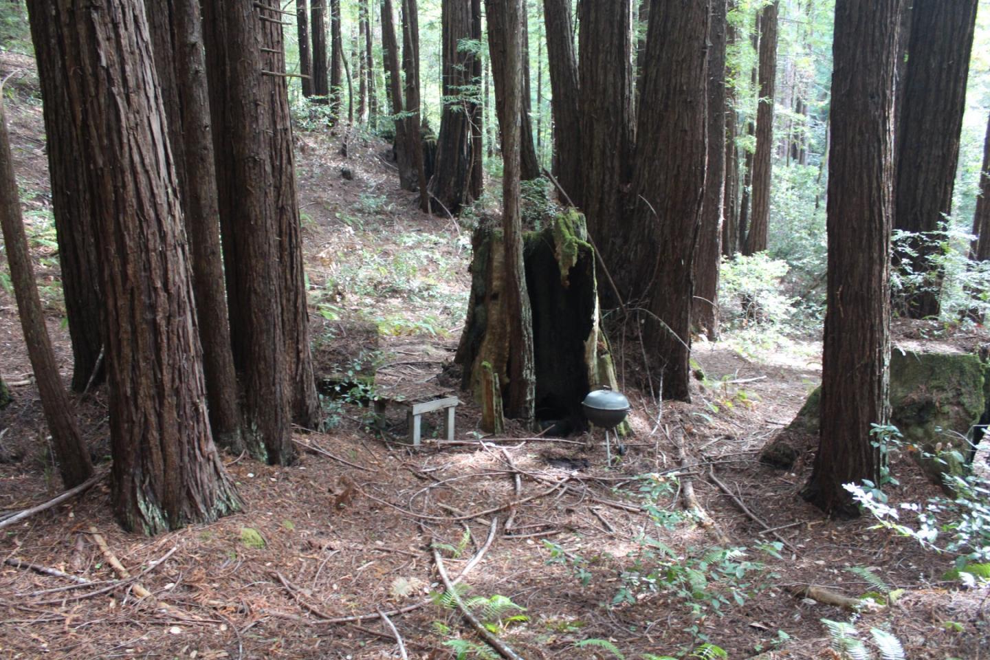 0 Tunitas Creek Road Half Moon Bay, CA 94019 - Photo 15 of 23 a view of a backyard with potted plants and a large tree