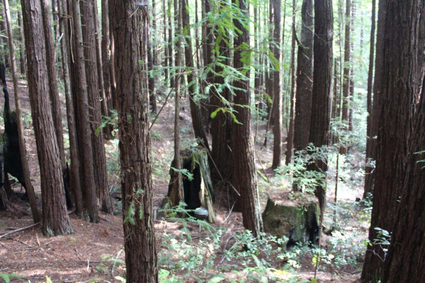 0 Tunitas Creek Road Half Moon Bay, CA 94019 - Photo 16 of 23 a plant that is in front of a yard
