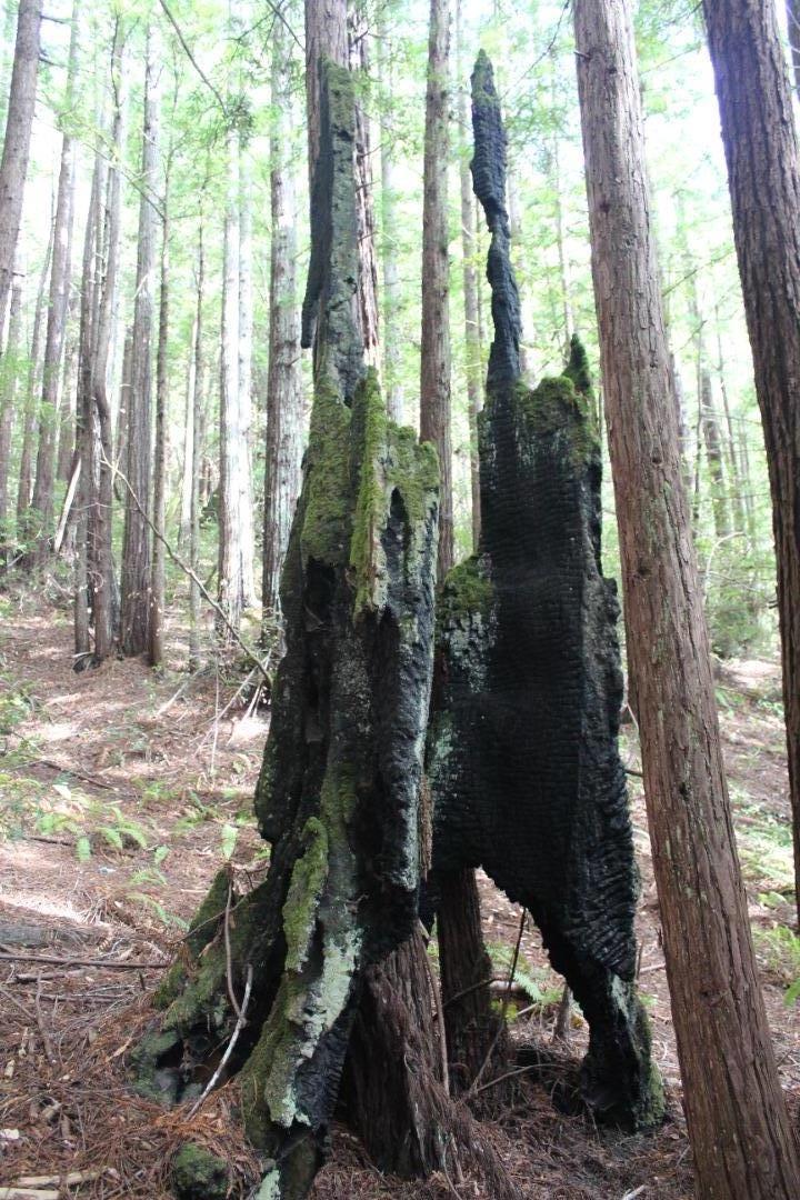 0 Tunitas Creek Road Half Moon Bay, CA 94019 - Photo 18 of 23 a backyard of a house with lots of green space