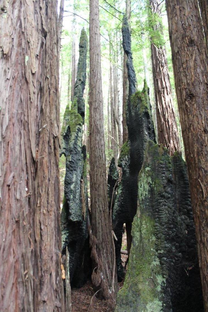 0 Tunitas Creek Road Half Moon Bay, CA 94019 - Photo 19 of 23 a view of a yard with plants and trees
