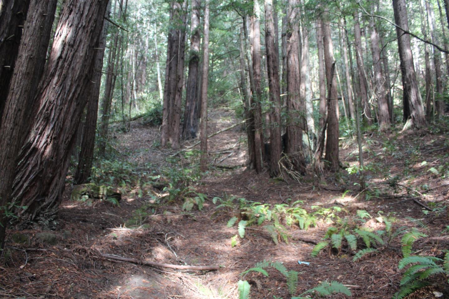 0 Tunitas Creek Road Half Moon Bay, CA 94019 - Photo 21 of 23 a view of a forest filled with trees