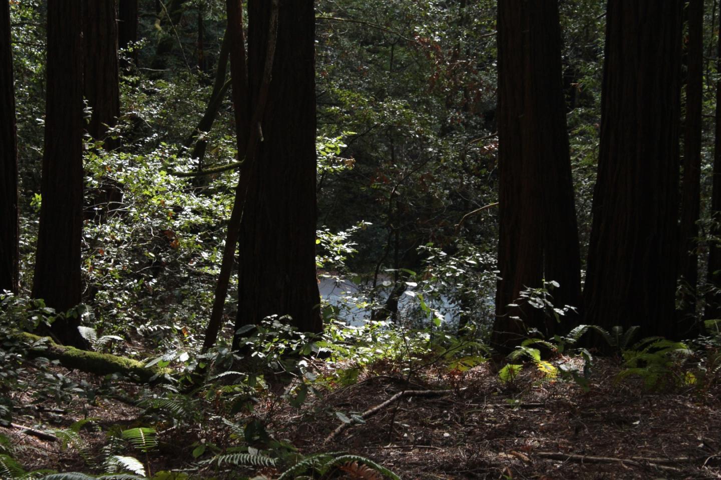 0 Tunitas Creek Road Half Moon Bay, CA 94019 - Photo 22 of 23