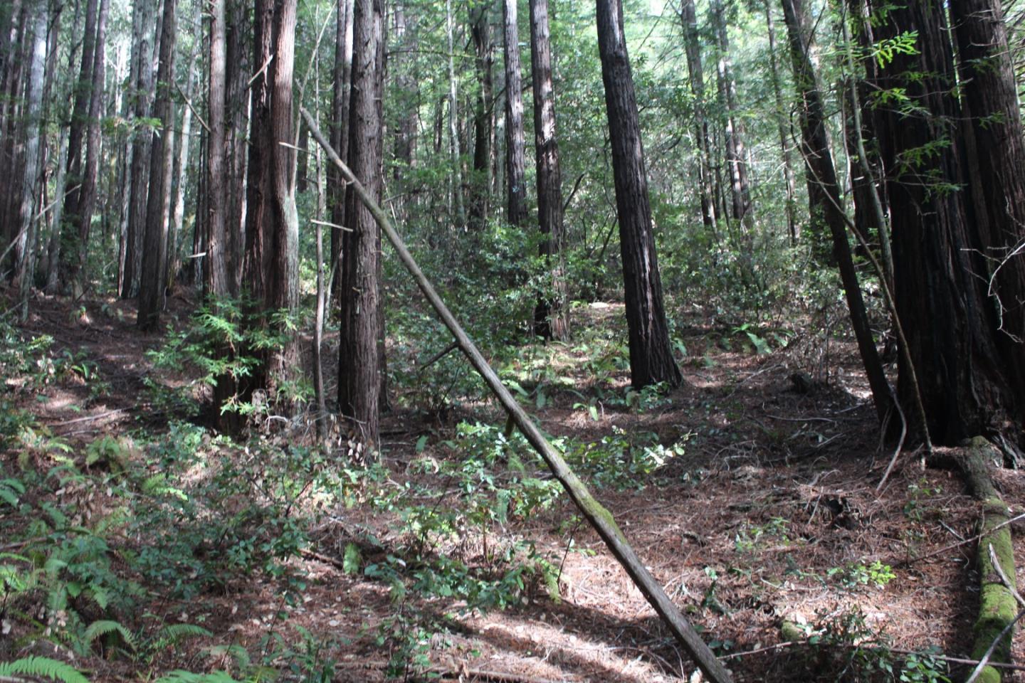 0 Tunitas Creek Road Half Moon Bay, CA 94019 - Photo 23 of 23 a view of forest