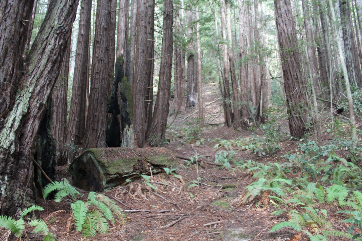 0 Tunitas Creek Road Half Moon Bay, CA 94019 - Photo 5 of 23 a backyard of a house with lots of green space