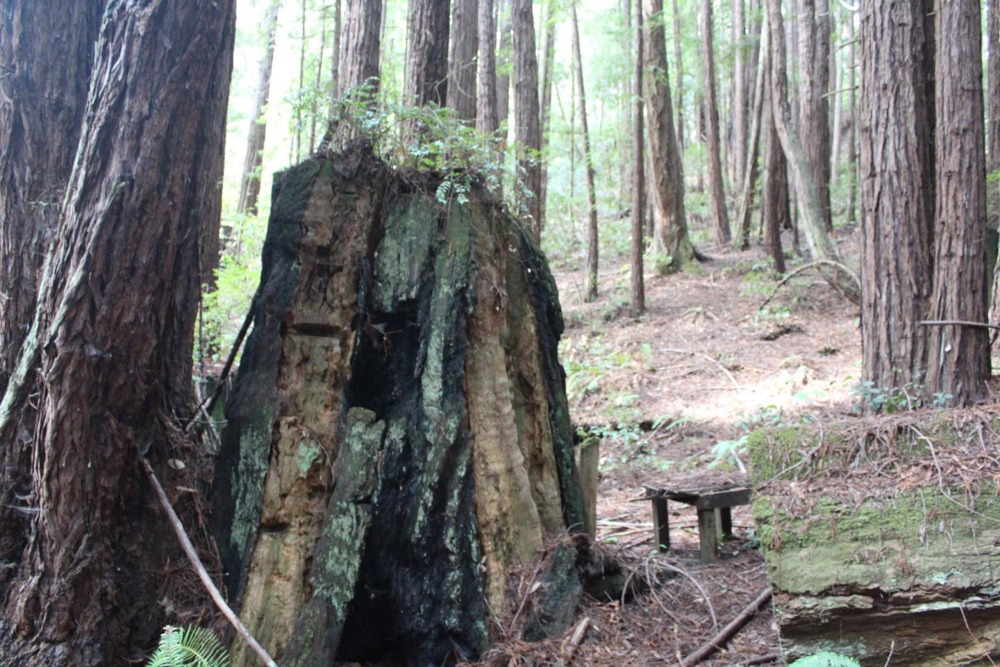 0 Tunitas Creek Road Half Moon Bay, CA 94019 - Photo 7 of 23 a backyard of a house with lots of green space