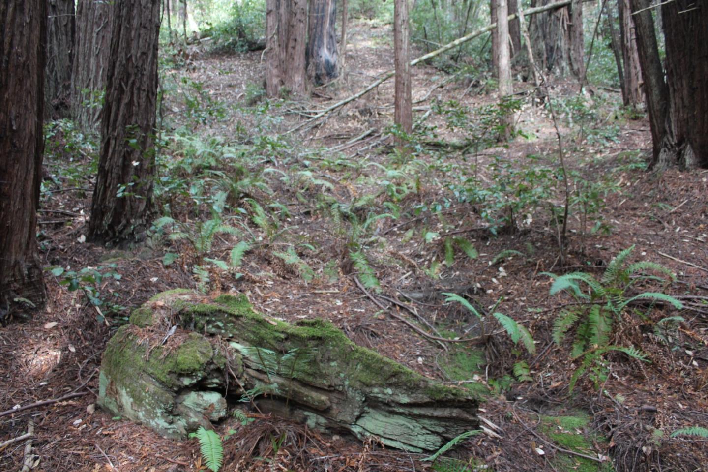 0 Tunitas Creek Road Half Moon Bay, CA 94019 - Photo 9 of 23 a backyard of a house with lots of green space