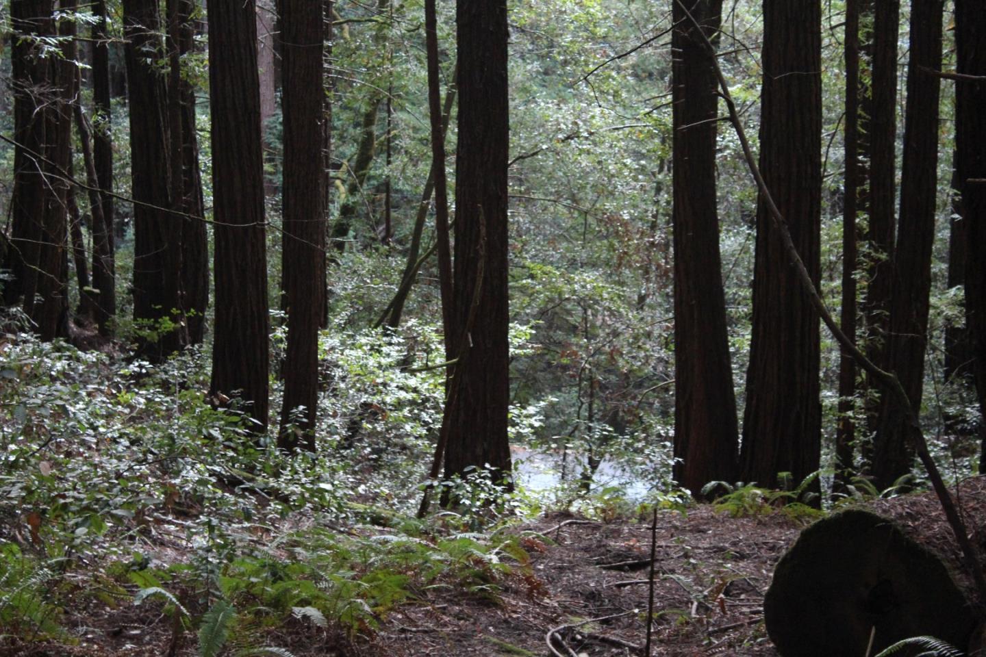 0 Tunitas Creek Road Half Moon Bay, CA 94019 - Photo 10 of 23 a view of a forest
