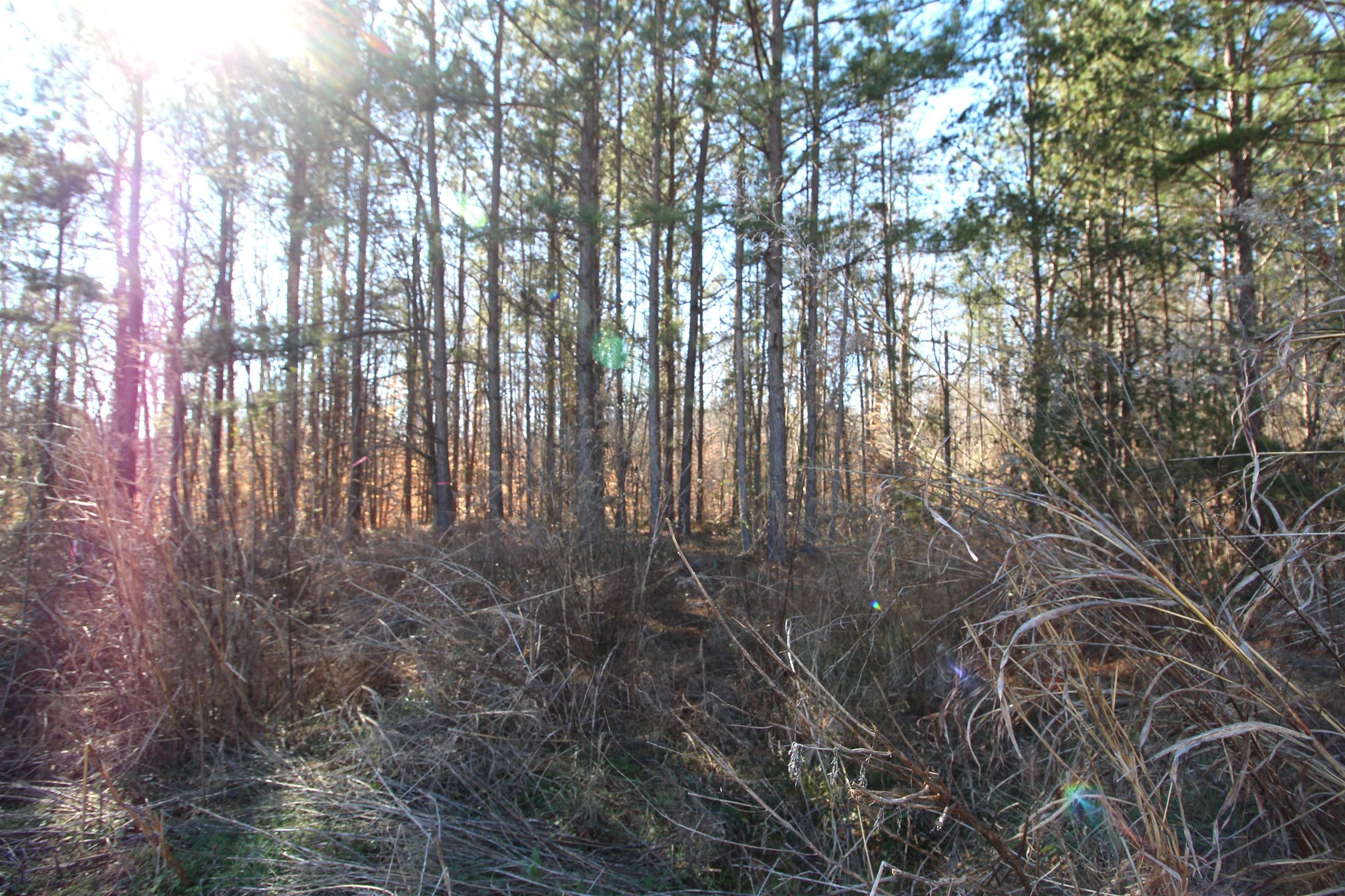 554 Vault Way Roebuck, SC 29376 - Photo 4 of 4