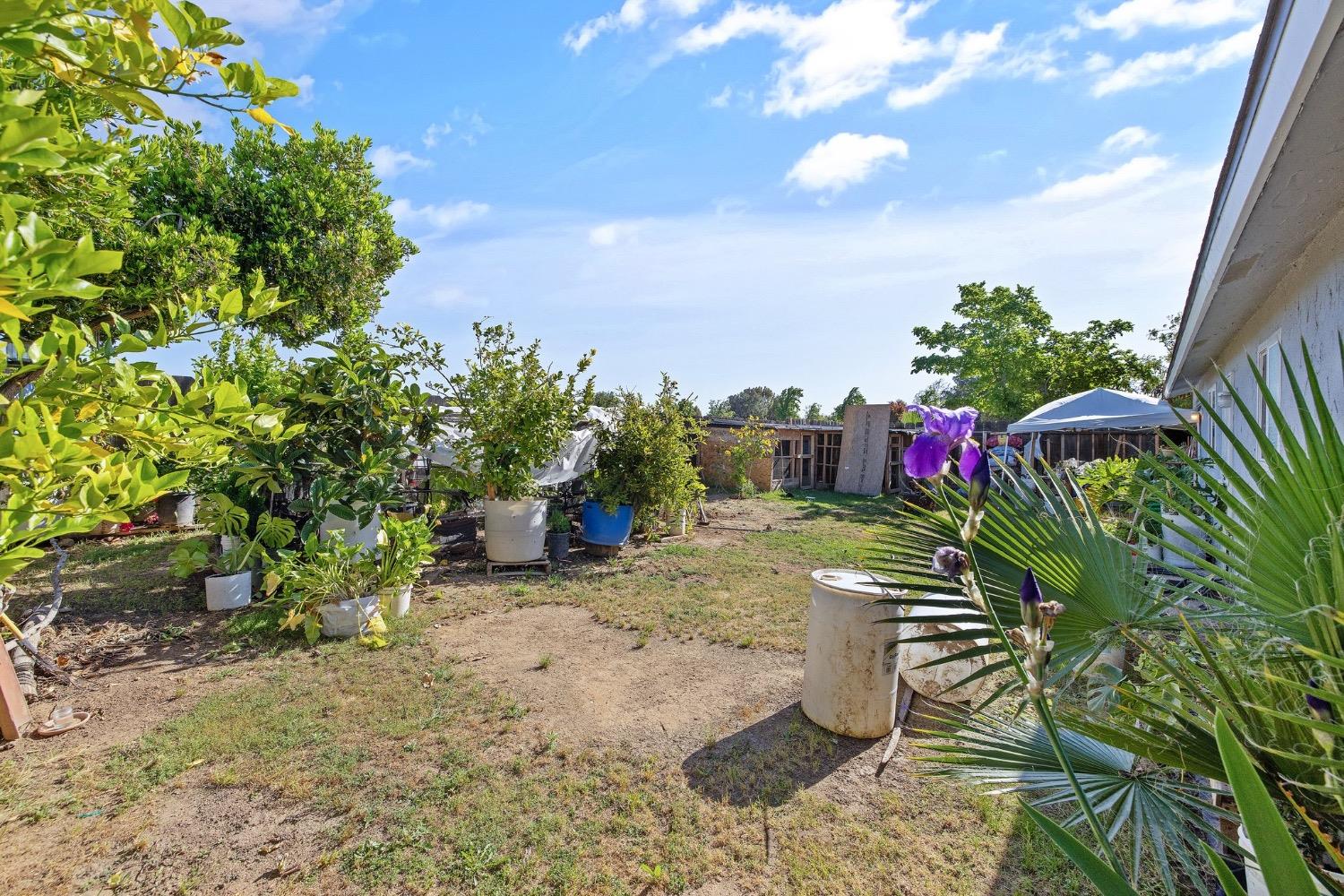 709 Ashlan Way Madera, CA 93638 - Photo 22 of 23 a view of a yard with plants and tree