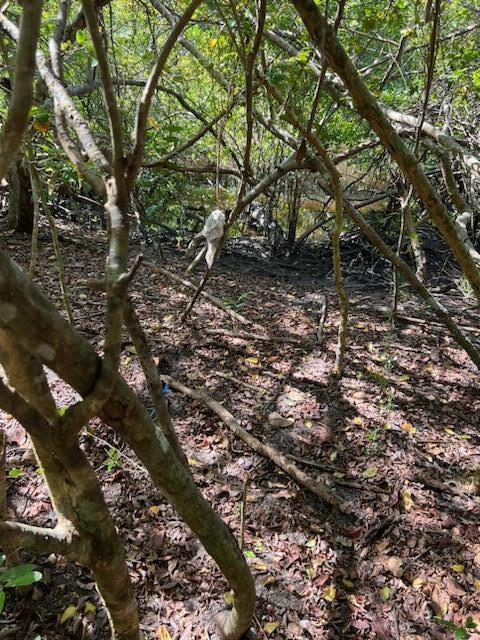 0 No Access Road Everglades City, FL 34139 - Photo 5 of 8