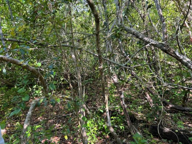 0 No Access Road Everglades City, FL 34139 - Photo 6 of 8 a view of a lush green forest