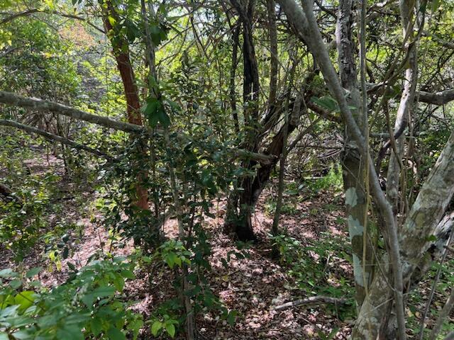 0 No Access Road Everglades City, FL 34139 - Photo 7 of 8 a view of a tree in a yard