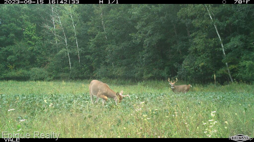 0 Jeddo Road Yale, MI 48097 - Photo 16 of 21