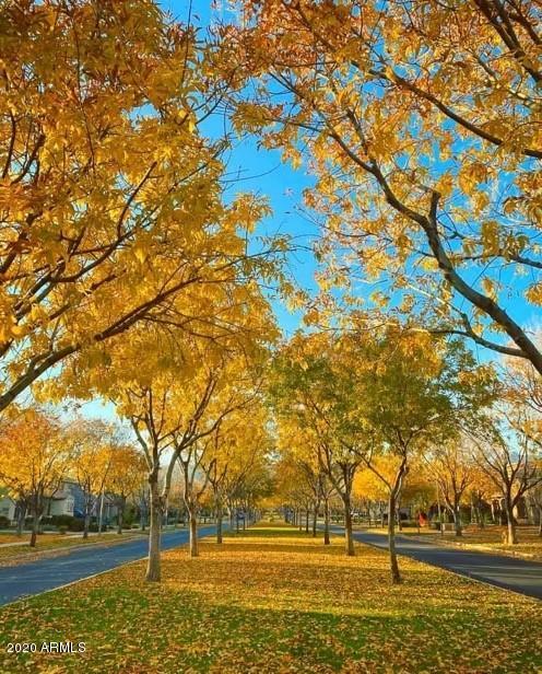 4280 North Verrado Way Buckeye, AZ 85396 - Photo 32 of 41 a view of yard with trees