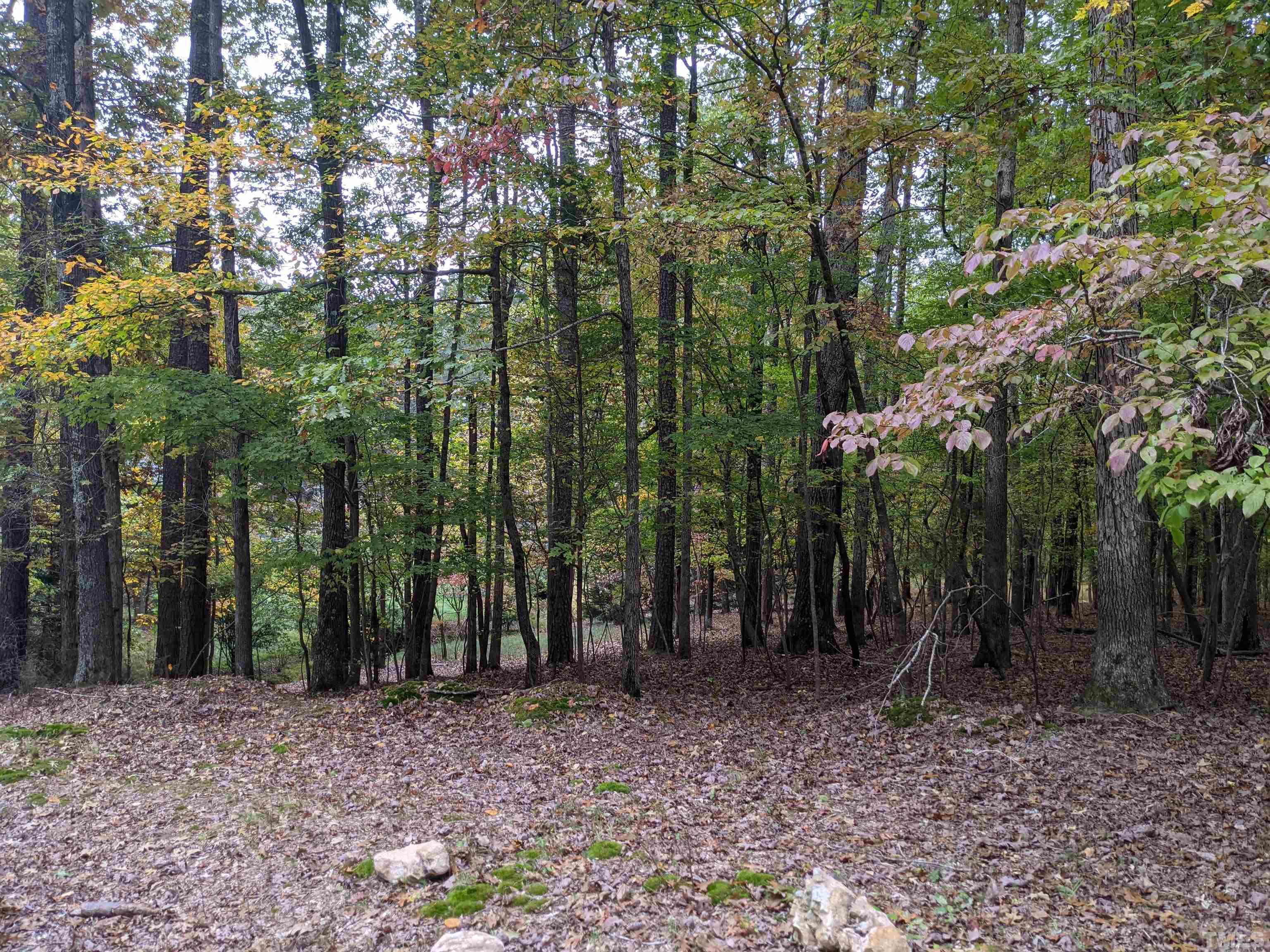 a view of a forest with trees