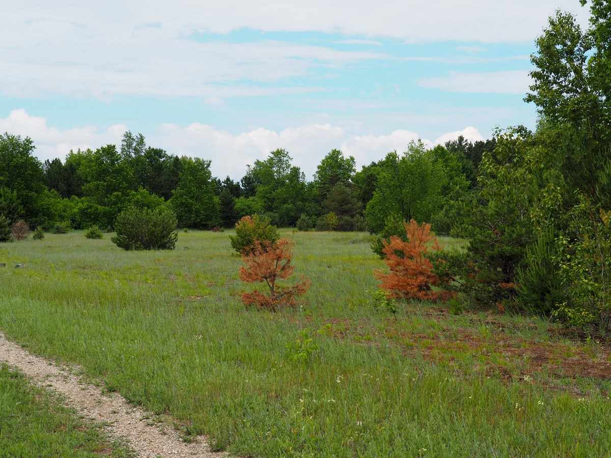 669 Rd Thompsonville Mi 49683 Road Beulah, MI 49617 - Photo 14 of 17