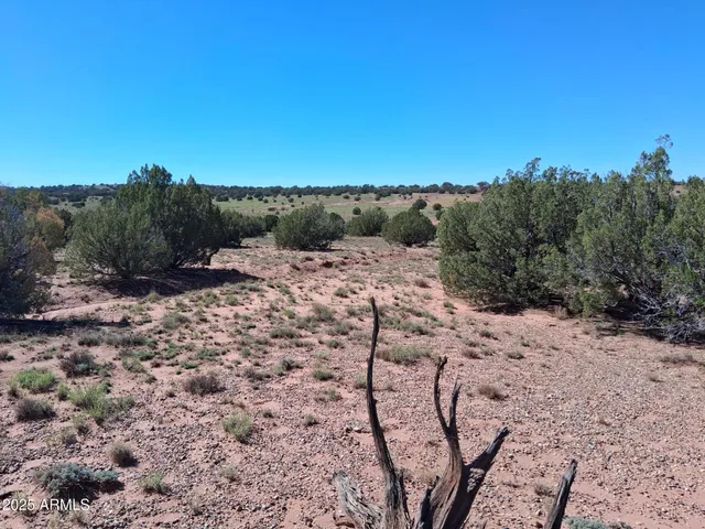 a view of a dry yard with trees in the background