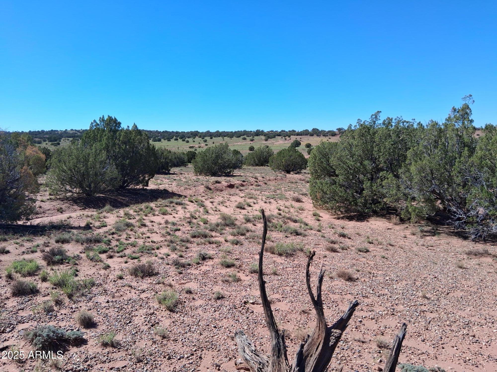 212 County Road Snowflake, AZ 85937 - Photo 11 of 22 a view of a dry yard with trees in the background