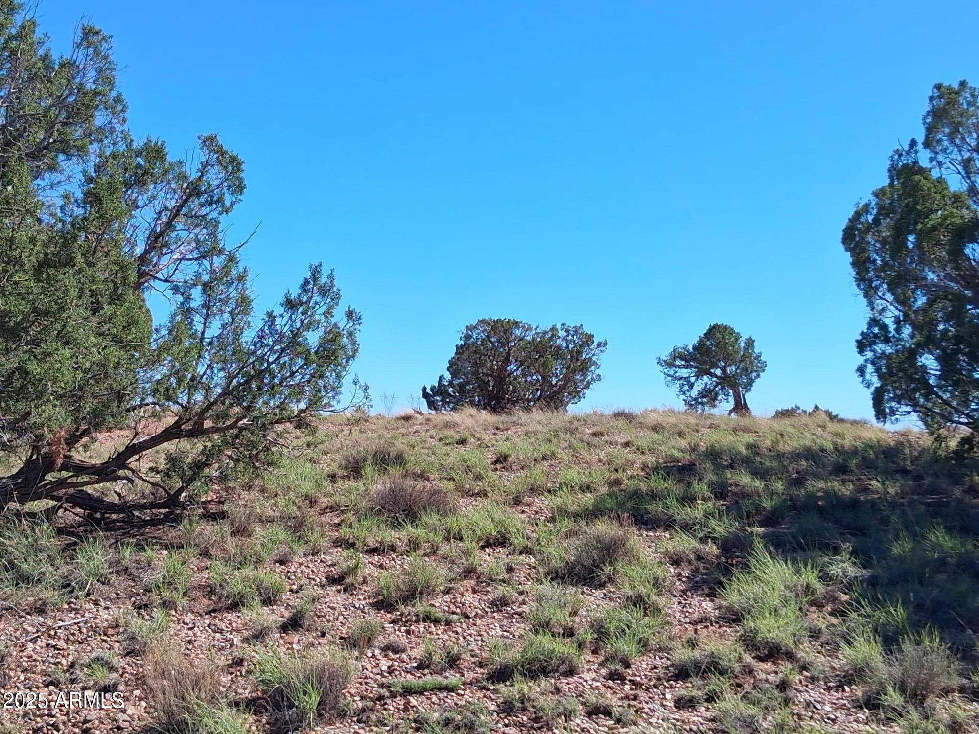 212 County Road Snowflake, AZ 85937 - Photo 19 of 22 a view of a tree in a field