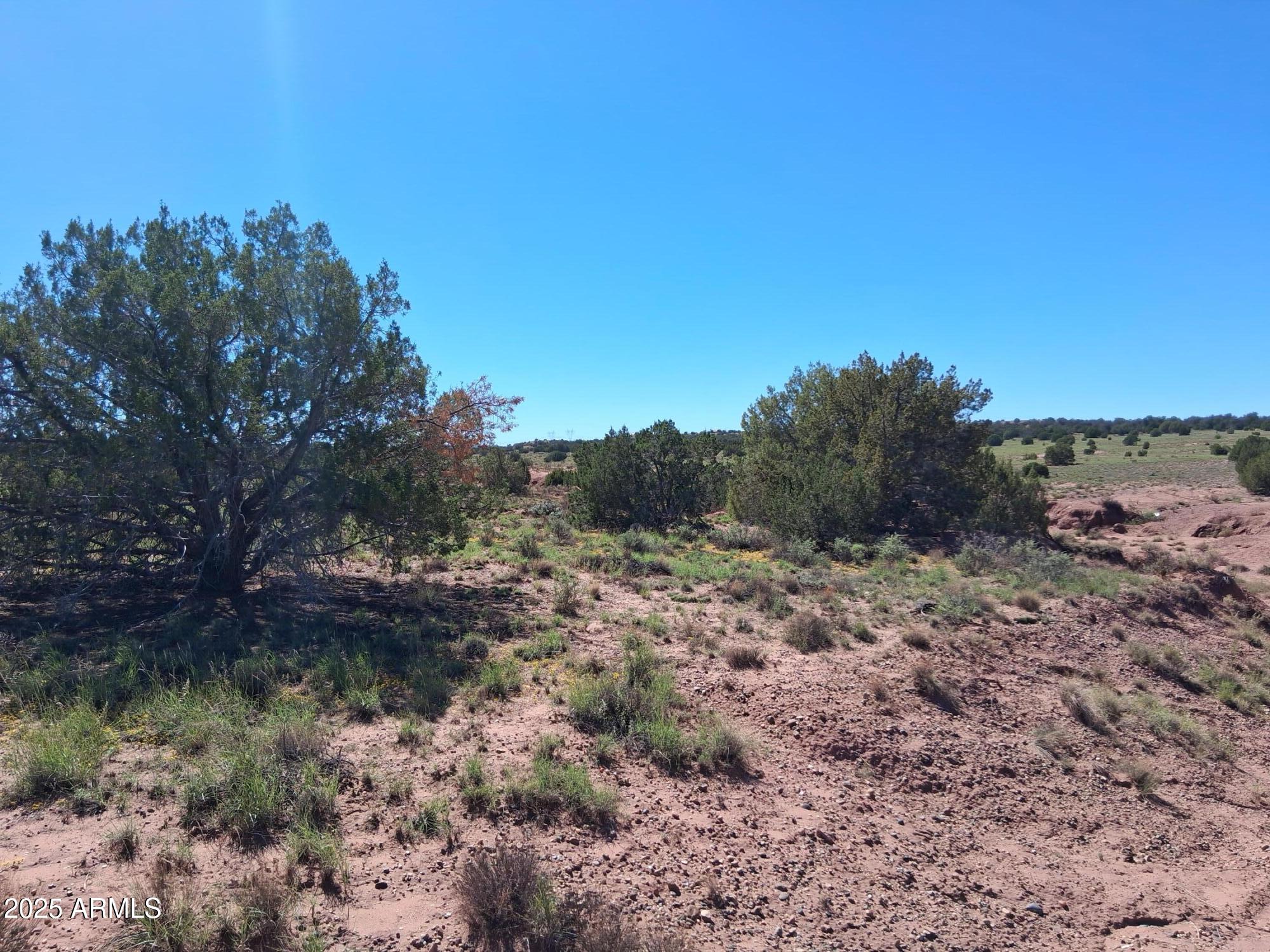 212 County Road Snowflake, AZ 85937 - Photo 5 of 22 a view of a forest with trees in the background
