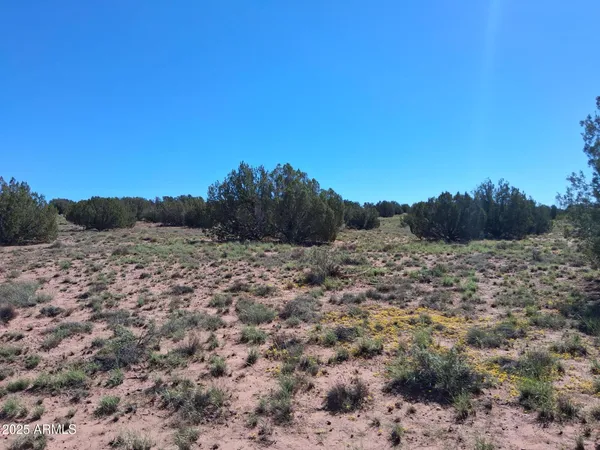 a view of a dry yard with lots of trees