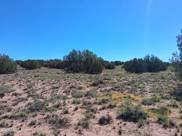 a view of a dry yard with lots of trees
