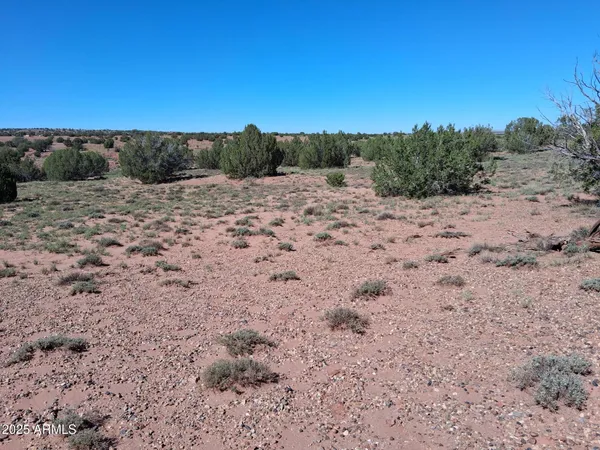 a view of a dry yard with trees in the background