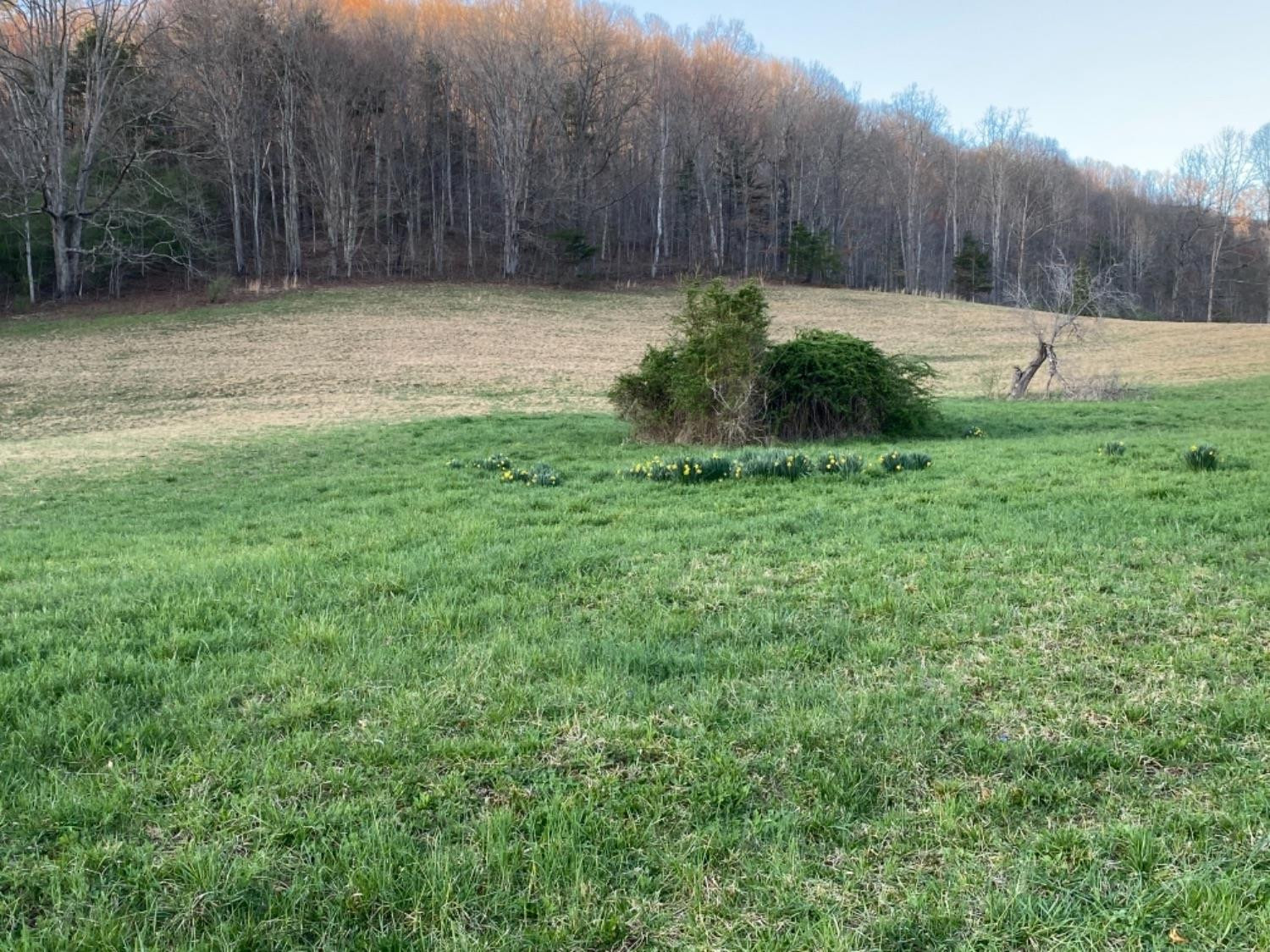 1111 Powell Branch Road Bimble, KY 40915 - Photo 4 of 19 Photo 4