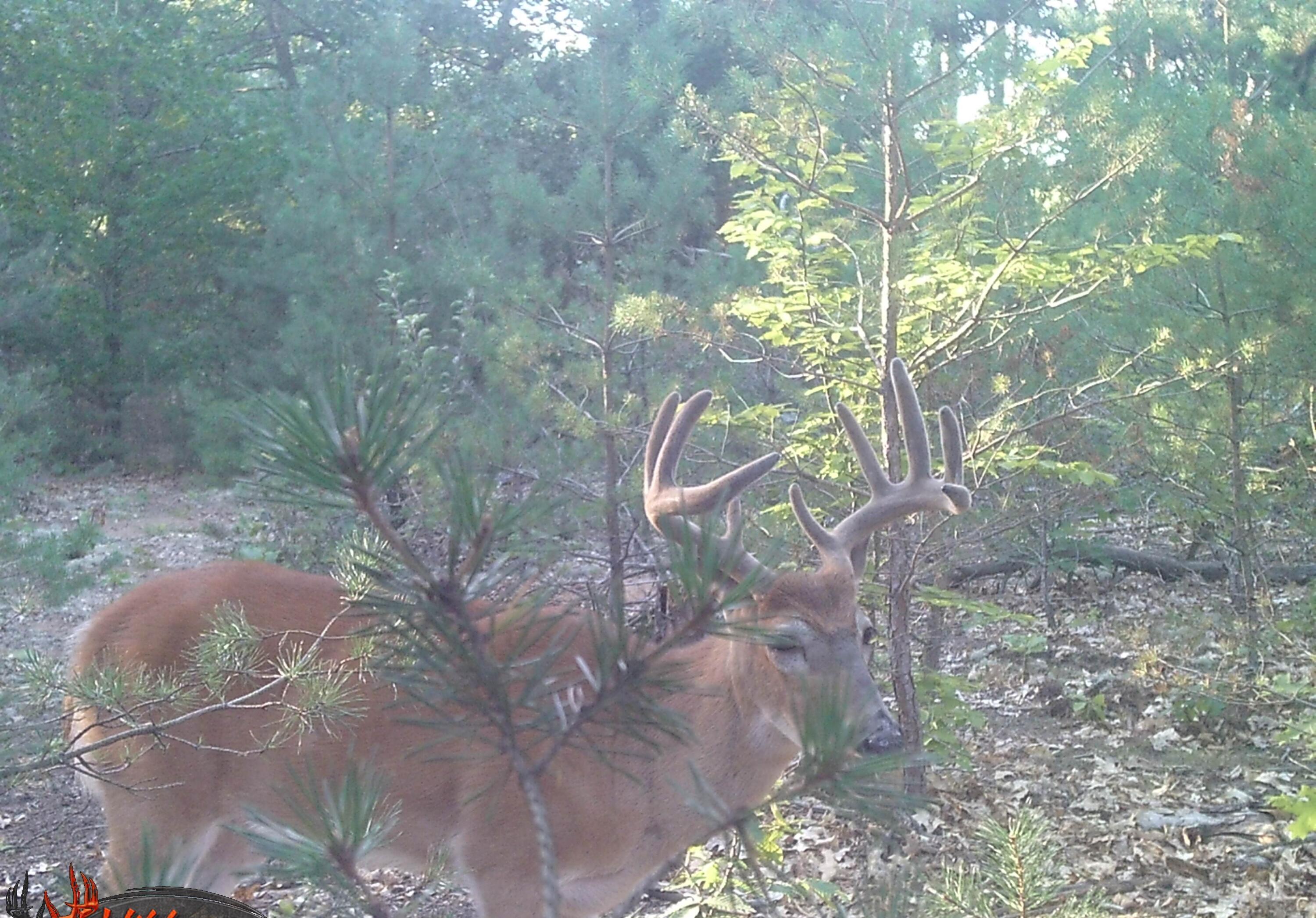 5886 13 Mile Road Remus, MI 49340 - Photo 54 of 56 BUCK