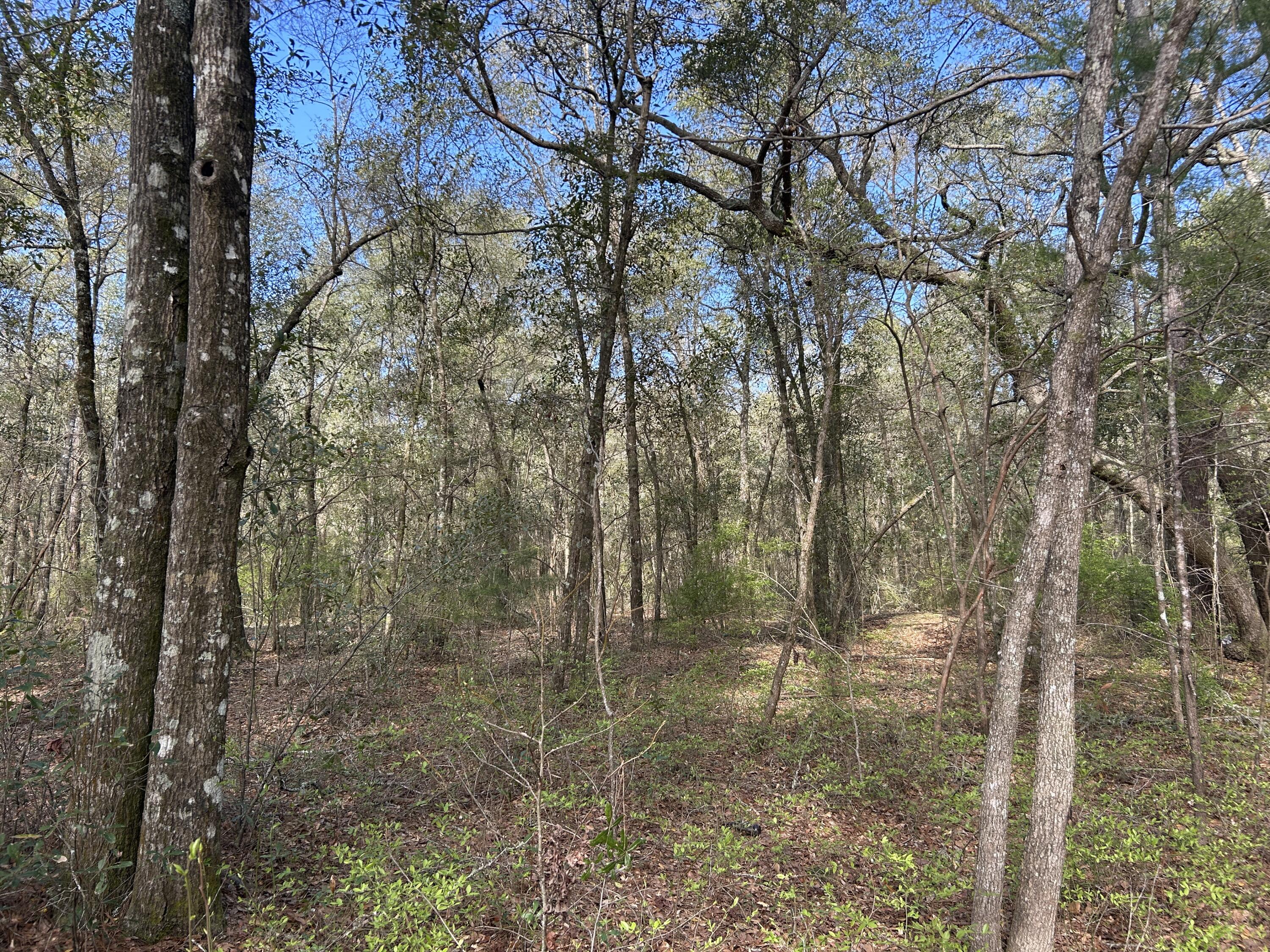 11 Boat Landing Road Ridgeville, SC 29472 - Photo 4 of 16 IMG_5849