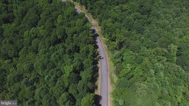 a view of a lush green forest