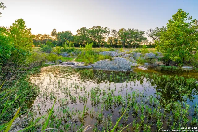 a view of a garden with a tree