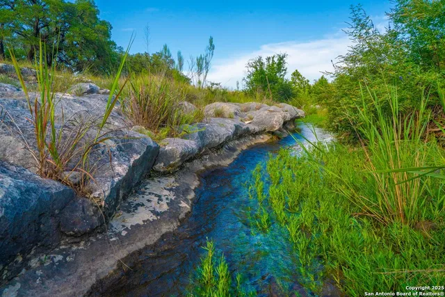 a view of a yard with plants and large trees