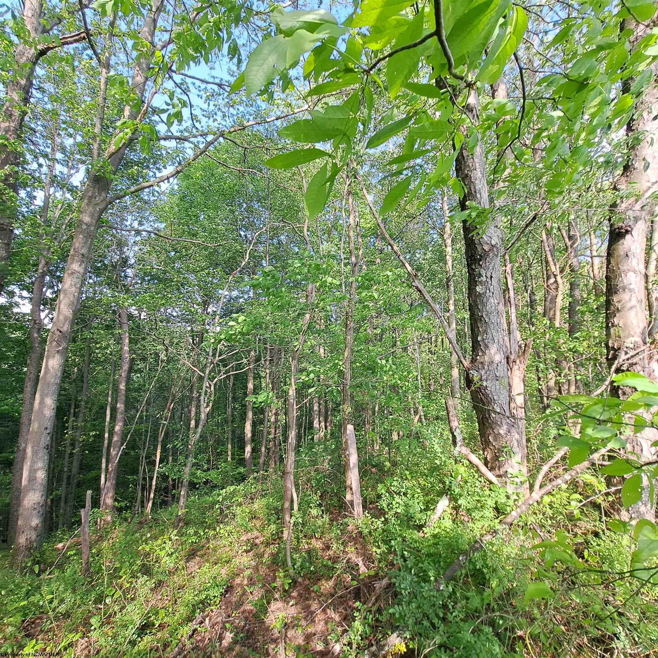 Tbd Hudson Mill Road Albright, WV 26519 - Photo 4 of 10 Gallery Image 4