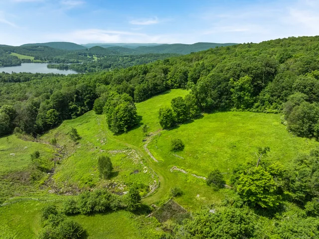 a view of a lush green forest with lots of trees