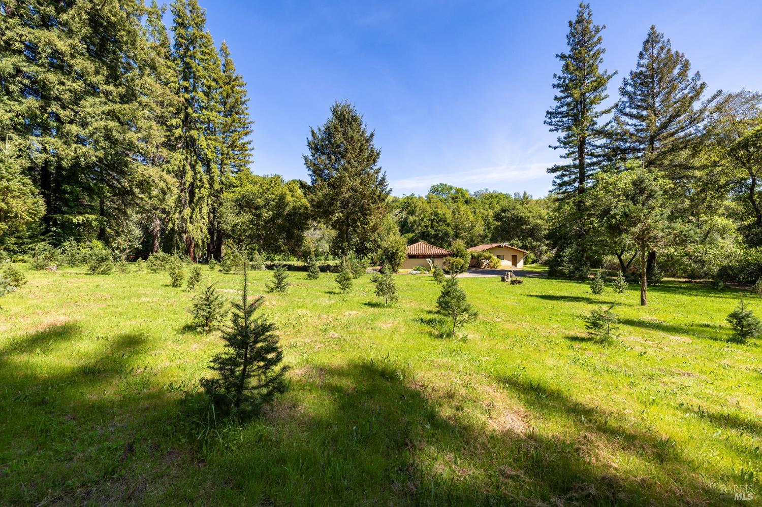 3320 Redwood Road Napa, CA 94558 - Photo 24 of 57 a view of yard with swimming pool and trees