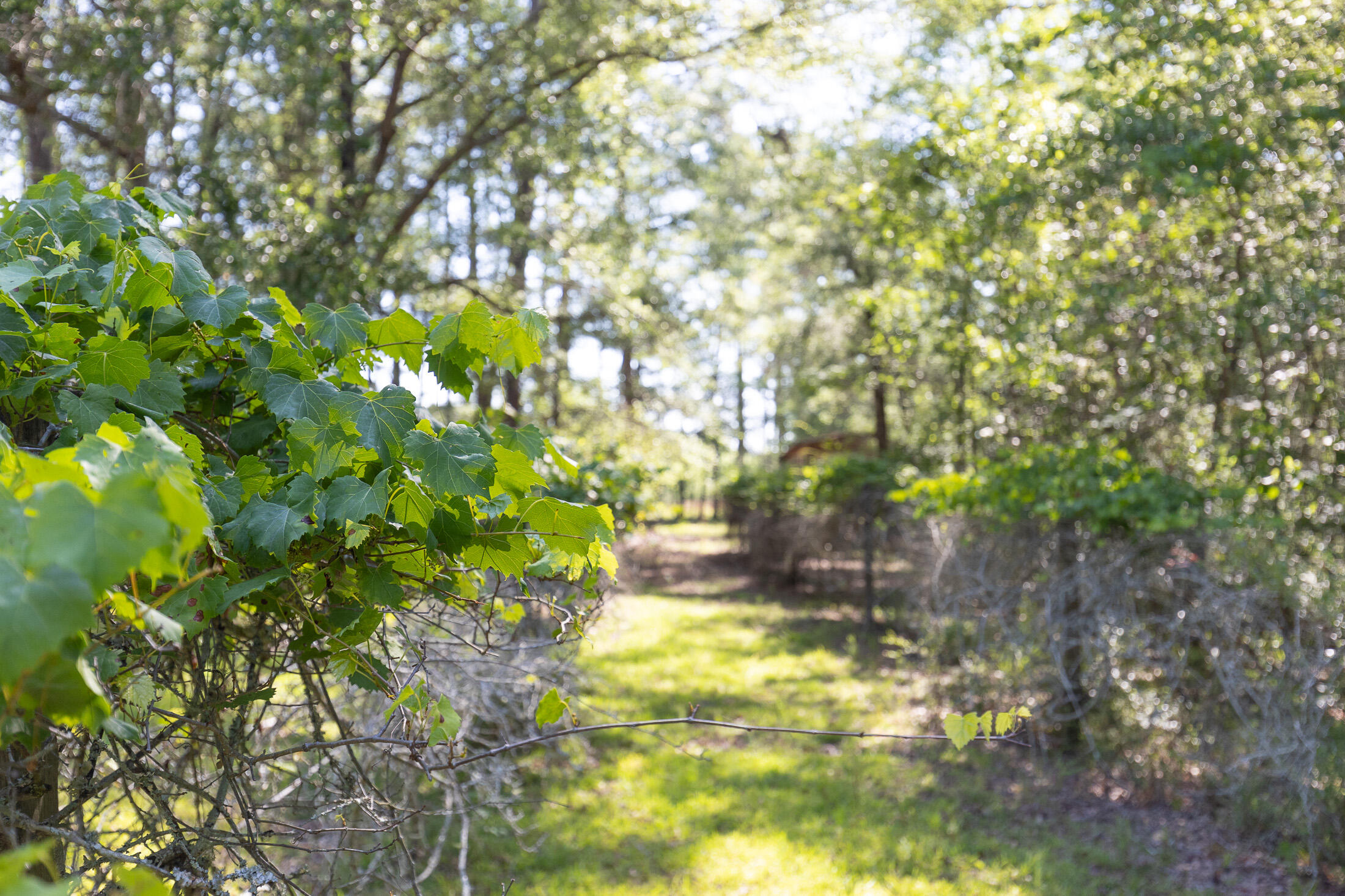 801 Proctor Road Cope, SC 29038 - Photo 15 of 16 801 Proctor exterior 060222-87