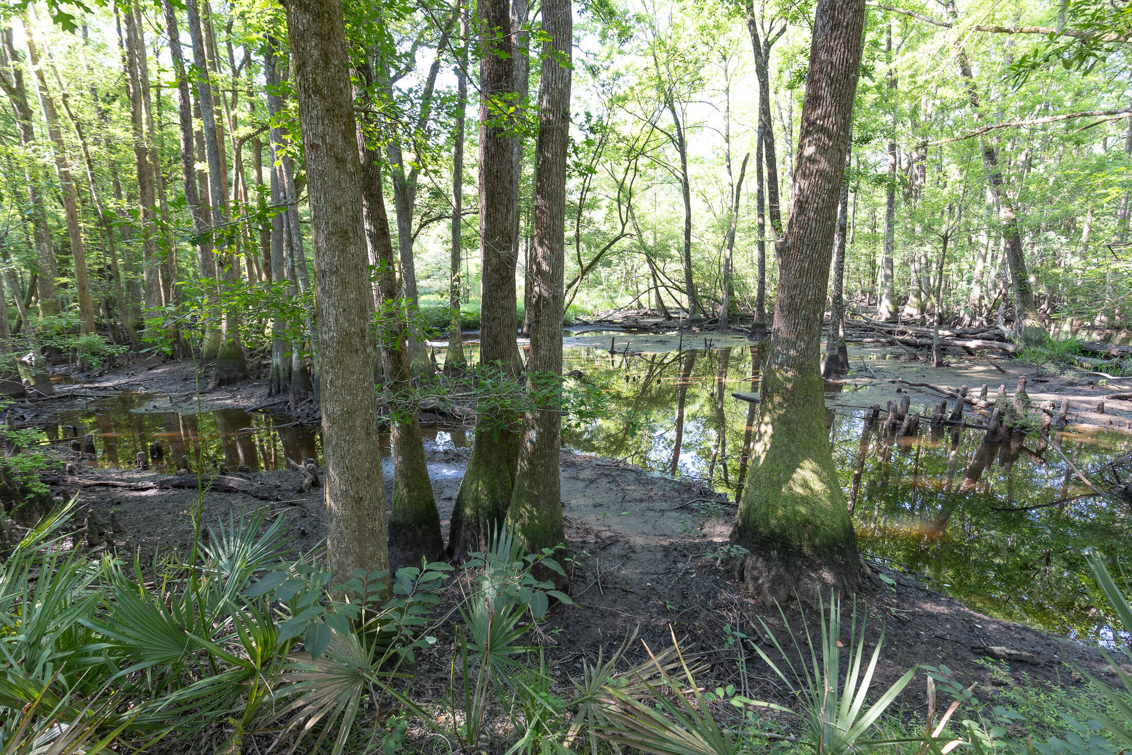 801 Proctor Road Cope, SC 29038 - Photo 8 of 16 801 Proctor exterior 060222-53