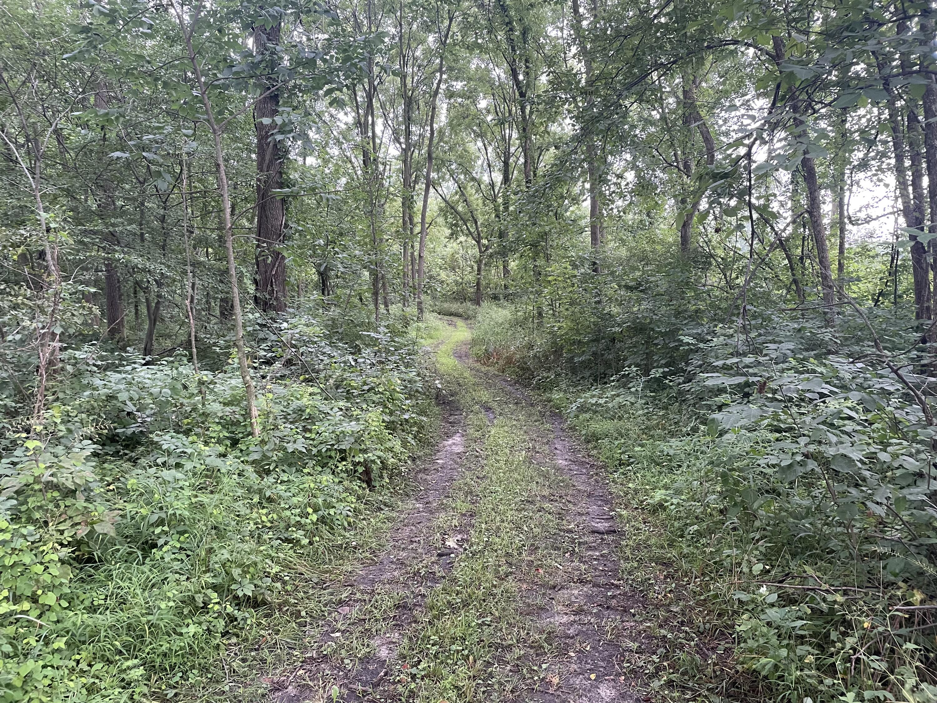 601 Lane Road Coldwater, MI 49036 - Photo 44 of 54 C519FCBF-6D94-4275-A4E9-23300D35B8B7