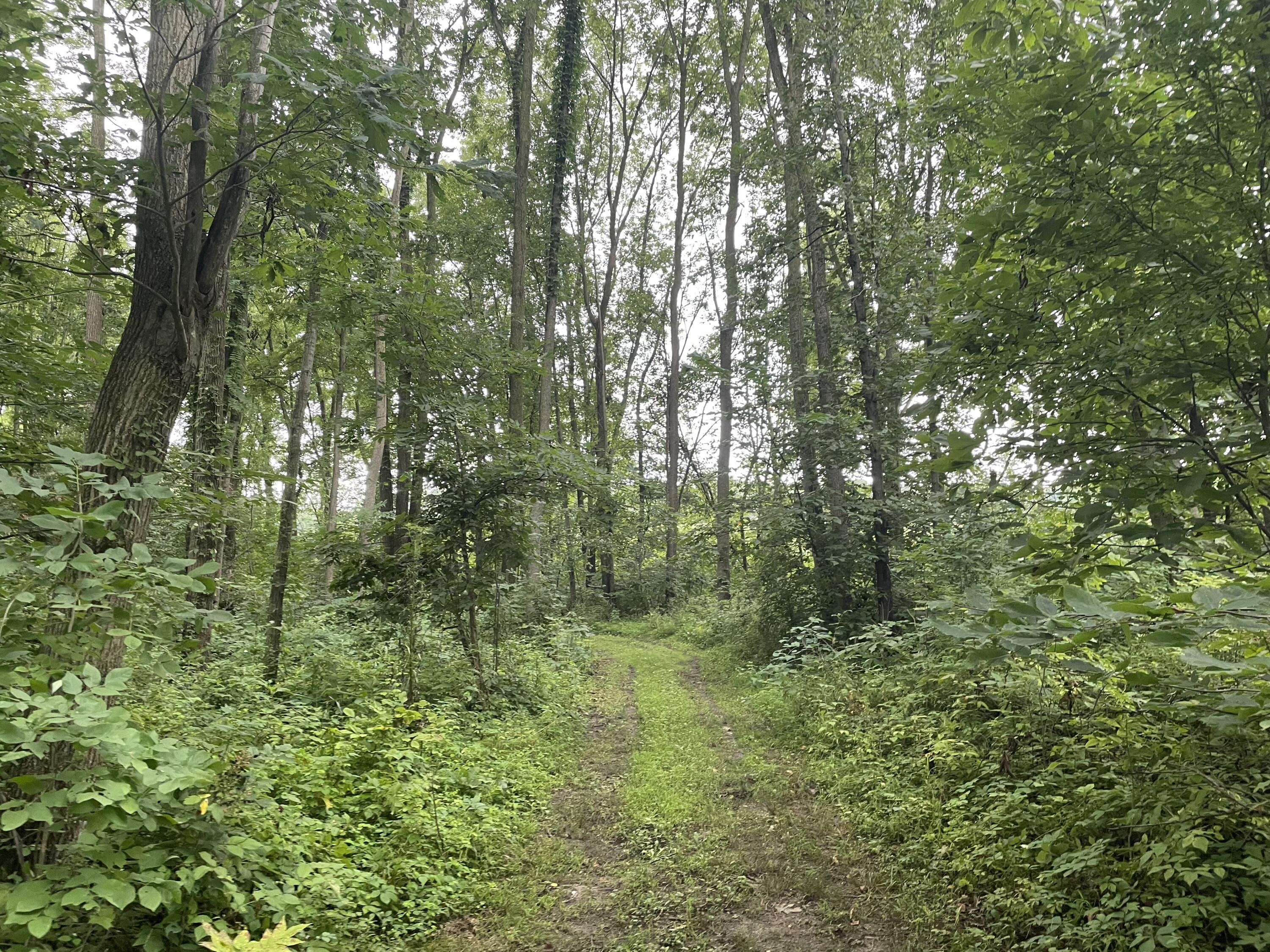601 Lane Road Coldwater, MI 49036 - Photo 51 of 54 EC0FE41E-B1FE-4A45-972C-00AF4B44A80A