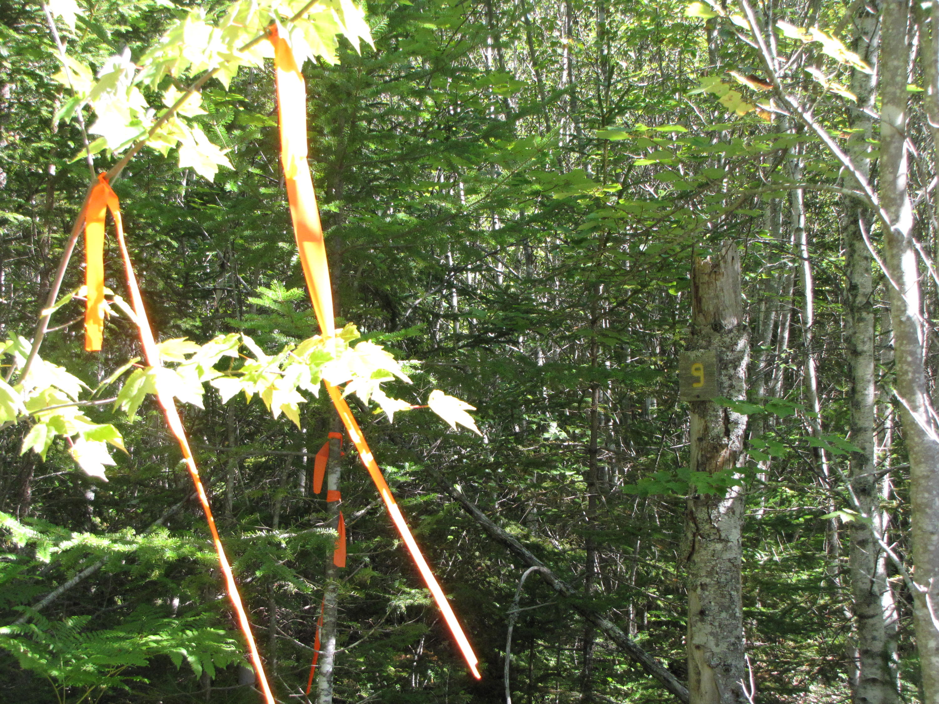 03 Plan Cherryfield, ME 04622 - Photo 5 of 36 IMG_0431