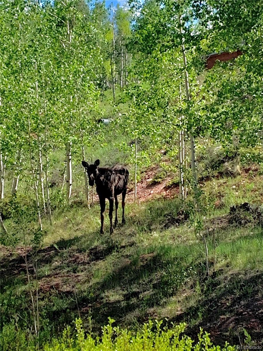 47 Lumberjack Road Fairplay, CO 80440 - Photo 21 of 33 Gallery Image 21