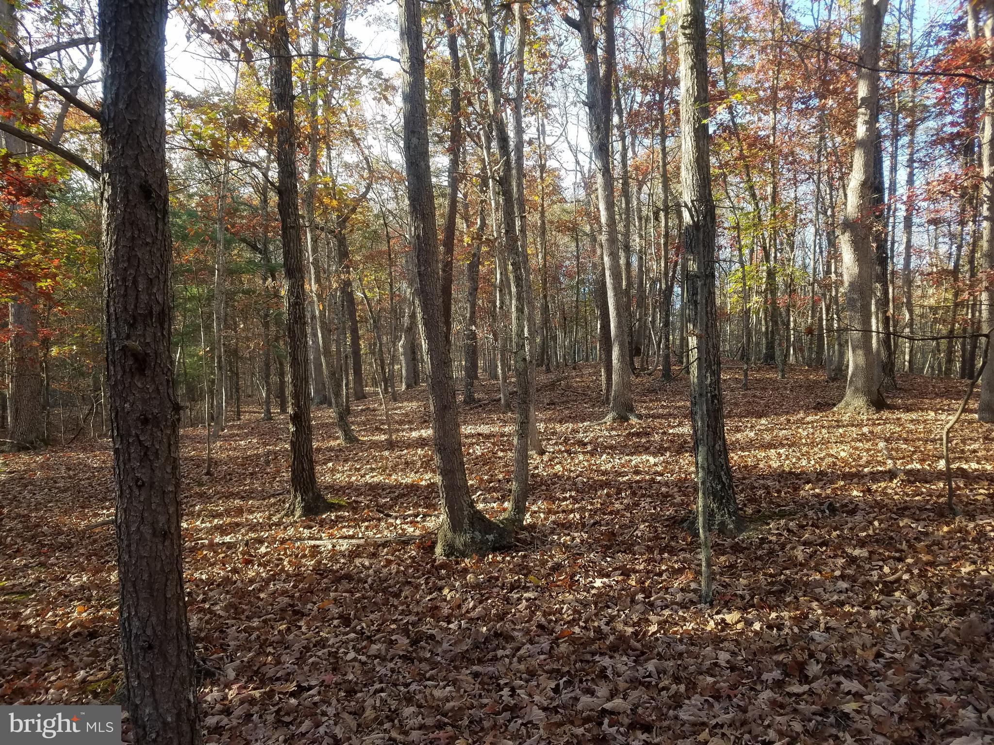 Turkey Hollow Road Romney, WV 26757 - Photo 6 of 21