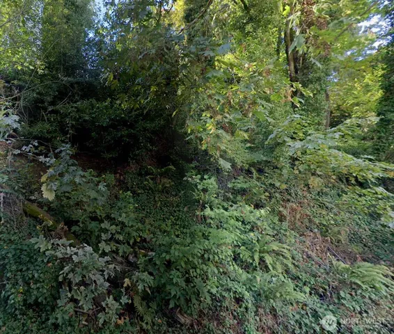 a view of a forest with plants